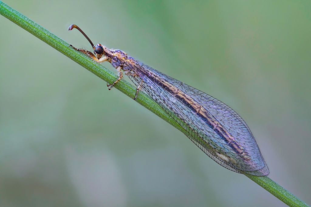 Myrmeleontidae - Macronemurus appendiculatus